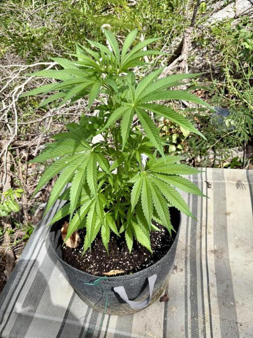 Skunk #1 - 12/1/25. Week 6