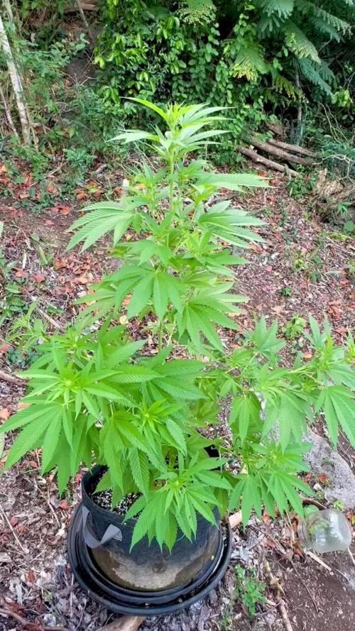 Purple Haze 10/27/25