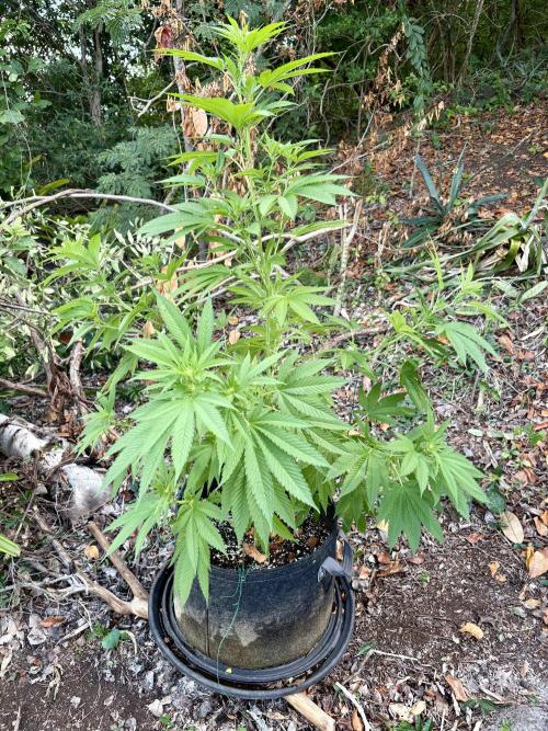 Purple Haze 10/27/25. Week 11