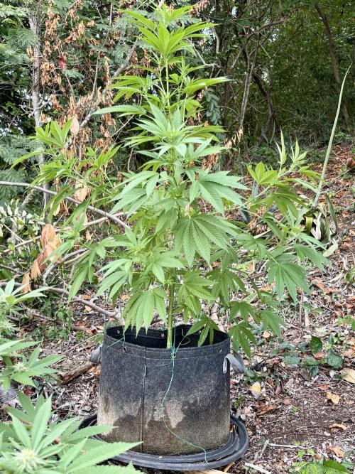 Purple Haze 10/27/25. Week 11