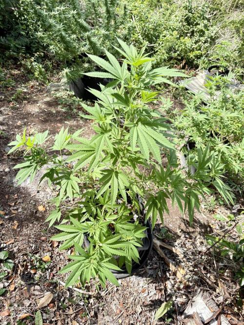 Purple Haze 10/27/25. Week 11