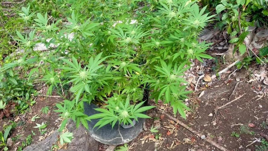 Silver Haze 8/28/25
