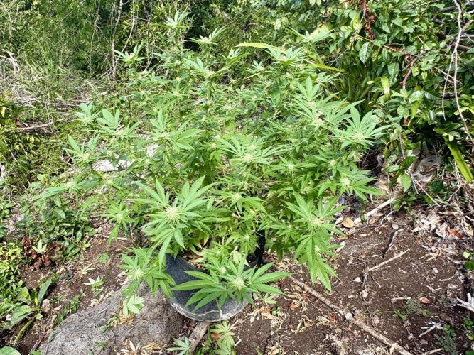 Silver Haze 8/28/25. Week 19