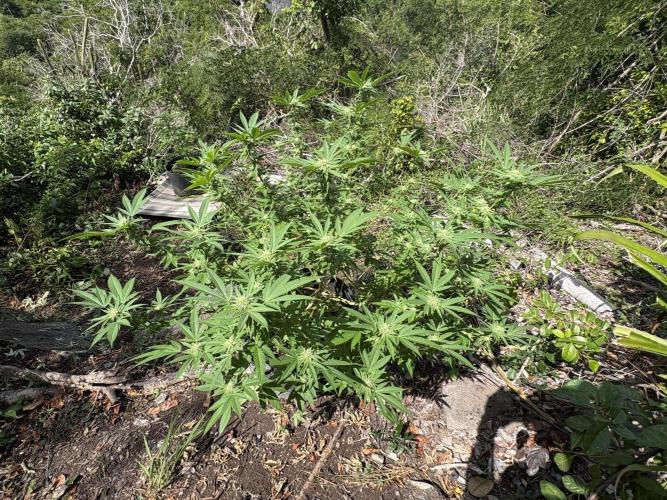 Silver Haze 8/28/25. Week 19