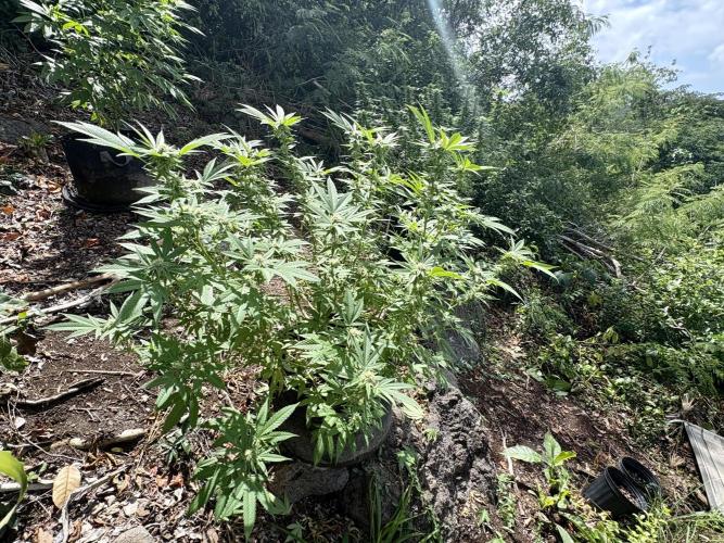 Silver Haze 8/28/25. Week 19