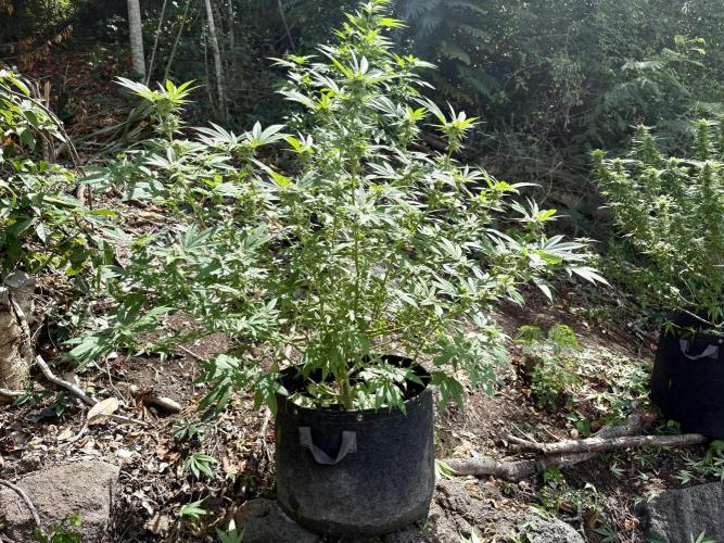 Silver Haze 8/28/25. Week 19