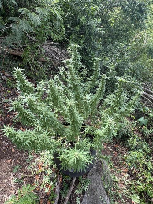 Cherry Pie 8/28/25. Week 19