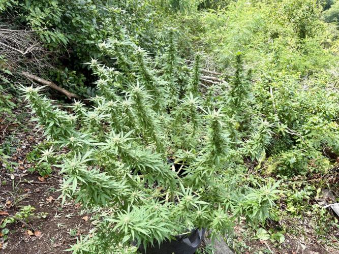 Cherry Pie 8/28/25. Week 19