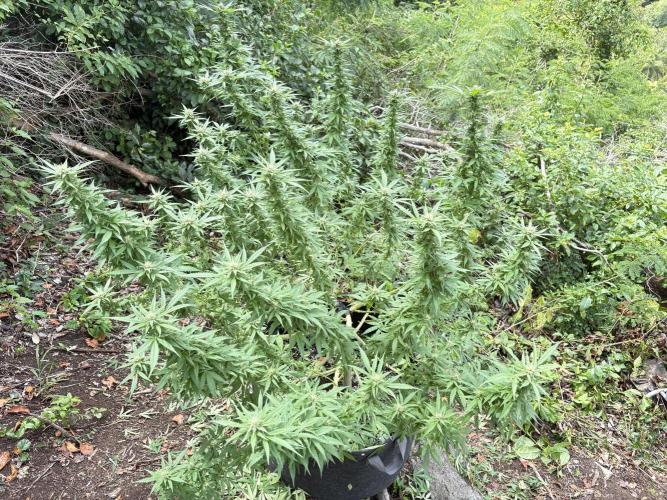 Cherry Pie 8/28/25. Week 19