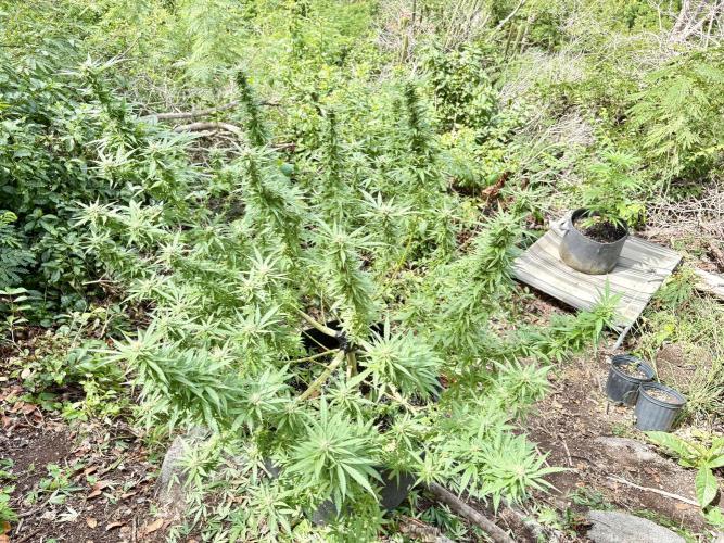 Cherry Pie 8/28/25. Week 19