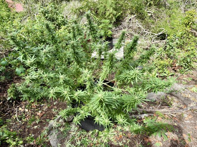 Cherry Pie 8/28/25. Week 19