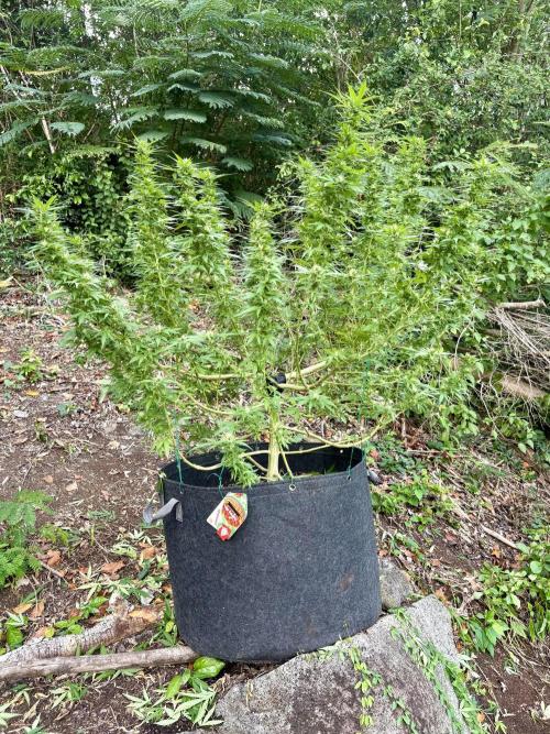 Cherry Pie 8/28/25. Week 19