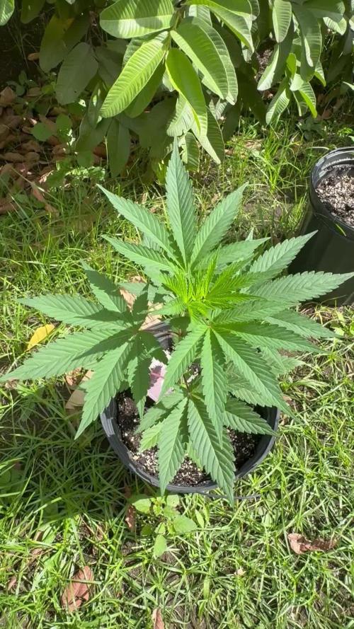 Blue Skunk 12/29/25