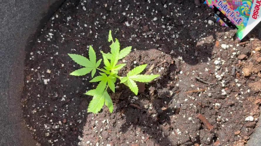 Dutch Treat - 1/7/26