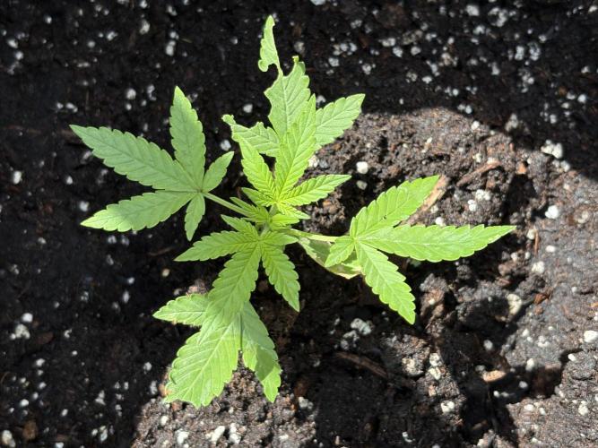 Dutch Treat - 1/7/26. Week 2