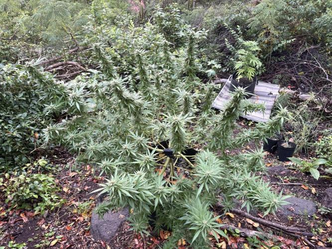 Cherry Pie 8/28/25. Week 20