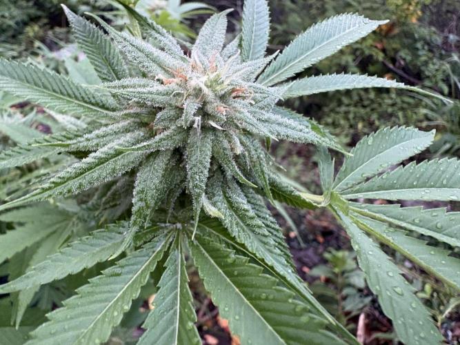 Silver Haze 8/28/25. Week 20