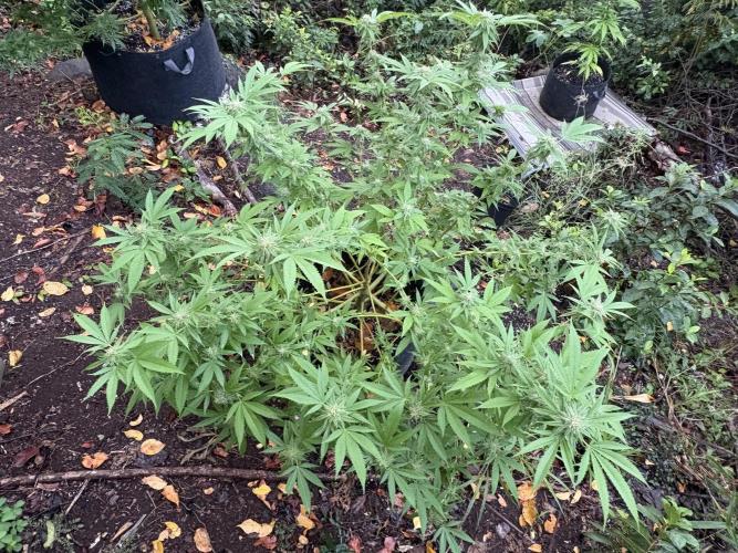 Silver Haze 8/28/25. Week 20