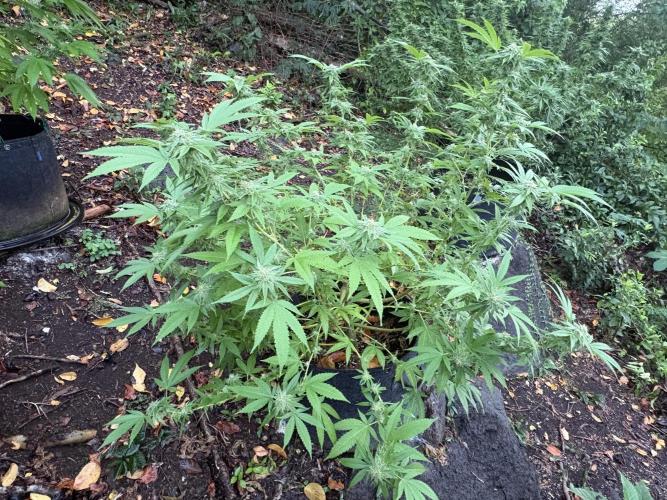 Silver Haze 8/28/25. Week 20