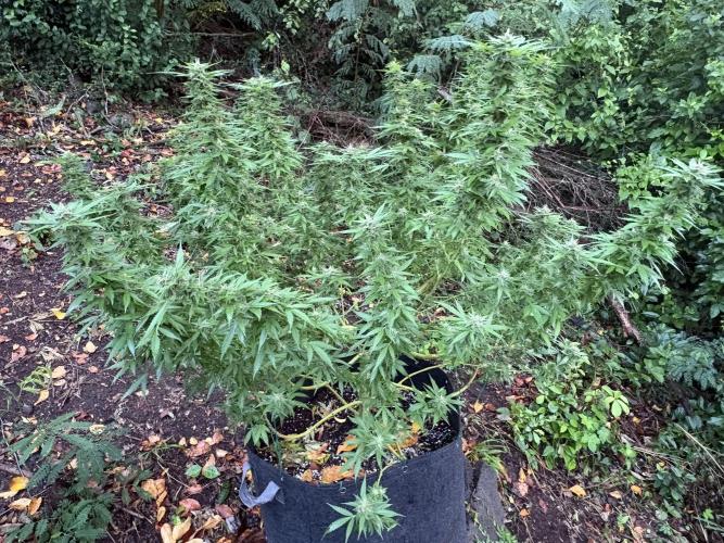 Silver Haze 8/28/25. Week 20