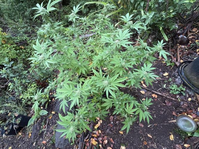 Silver Haze 8/28/25. Week 20