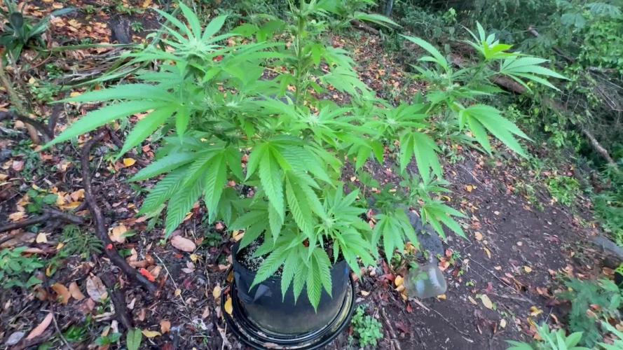 Purple Haze 10/27/25