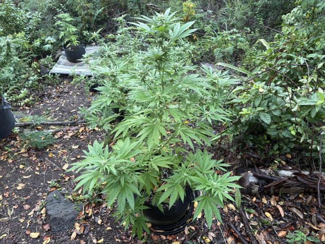 Purple Haze 10/27/25. Week 12