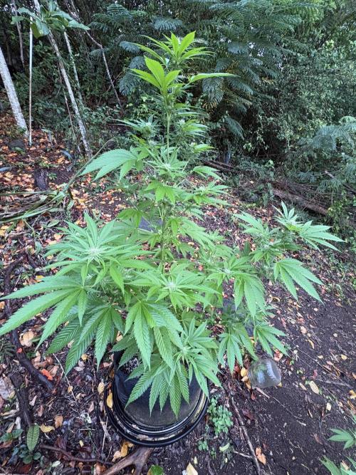 Purple Haze 10/27/25. Week 12