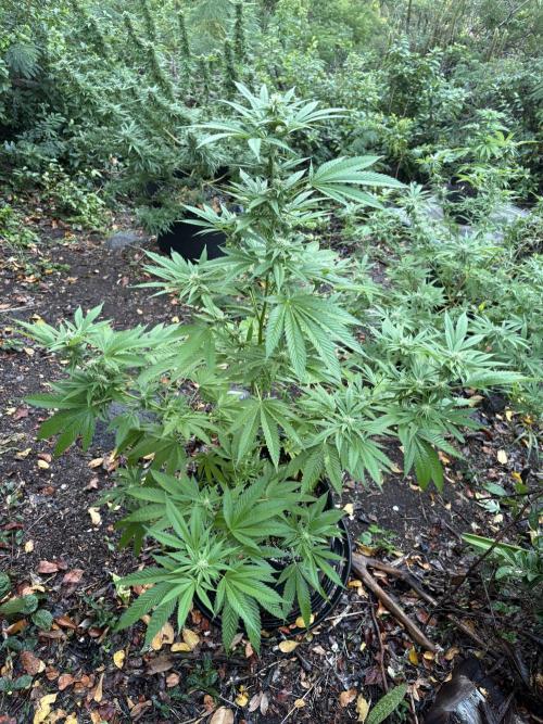 Purple Haze 10/27/25. Week 12