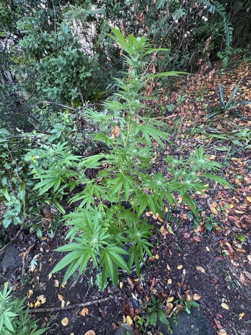 Purple Haze 10/27/25. Week 12