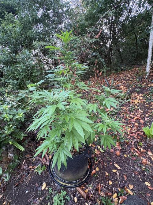 Purple Haze 10/27/25. Week 12