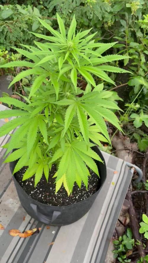 Skunk #1 - 12/1/25
