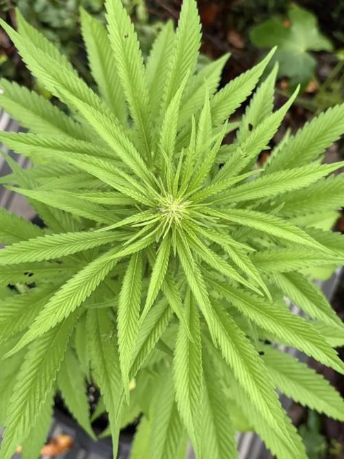 Skunk #1 - 12/1/25. Week 7