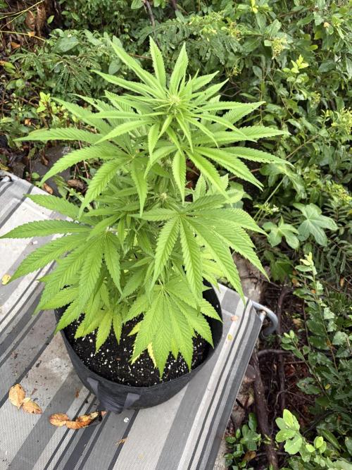 Skunk #1 - 12/1/25. Week 7