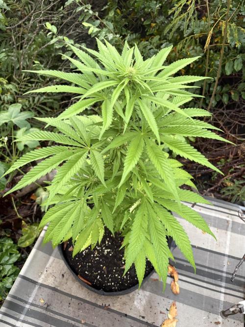 Skunk #1 - 12/1/25. Week 7