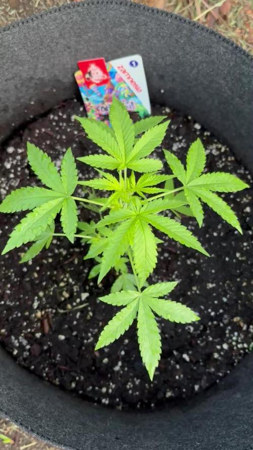 Dutch Treat - 1/7/26