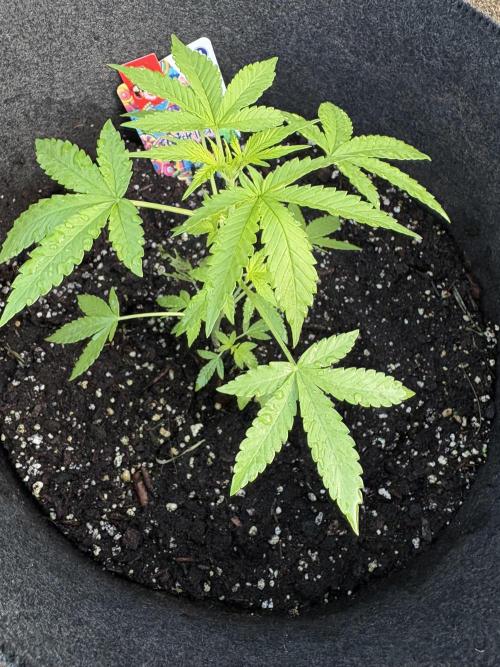 Dutch Treat - 1/7/26. Week 3