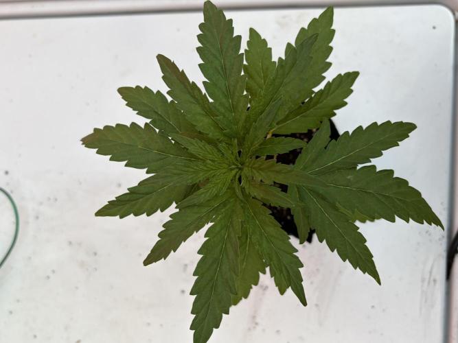 OG Kush - 1/4/26. Week 3