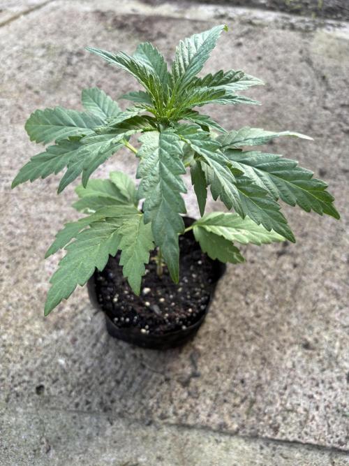 OG Kush - 1/4/26. Week 3