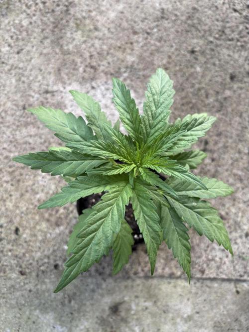 OG Kush - 1/4/26. Week 3