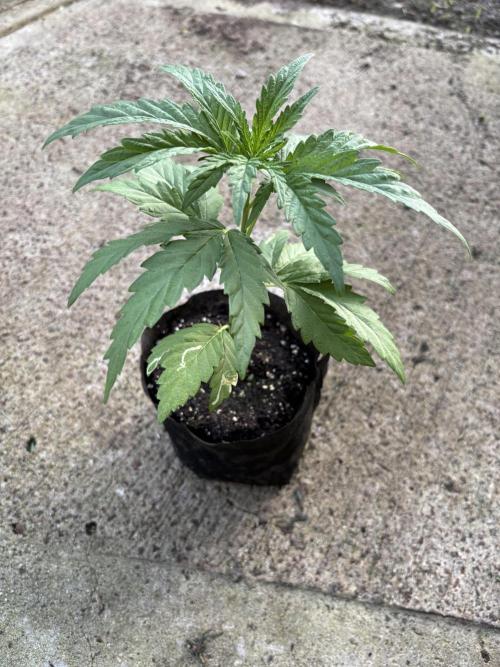 OG Kush - 1/4/26. Week 3