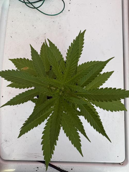 Thai - 1/5/26. Week 3