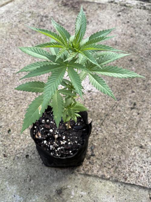 Thai - 1/5/26. Week 3