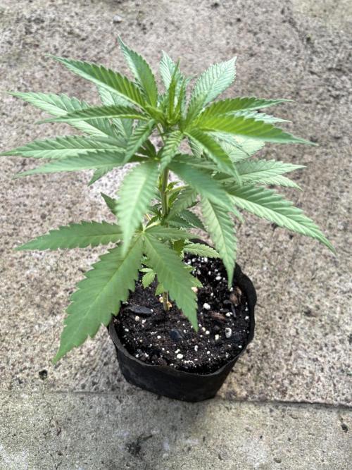 Thai - 1/5/26. Week 3