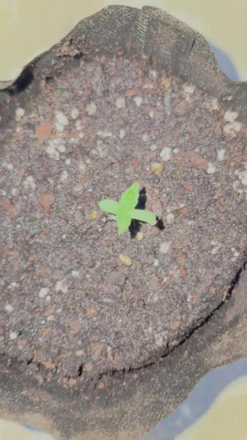 Hyper Vyper First Edition