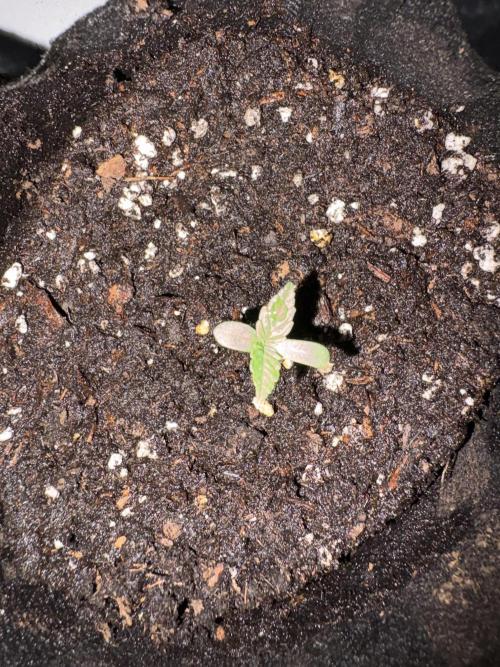 Hyper Vyper First Edition. Week 0