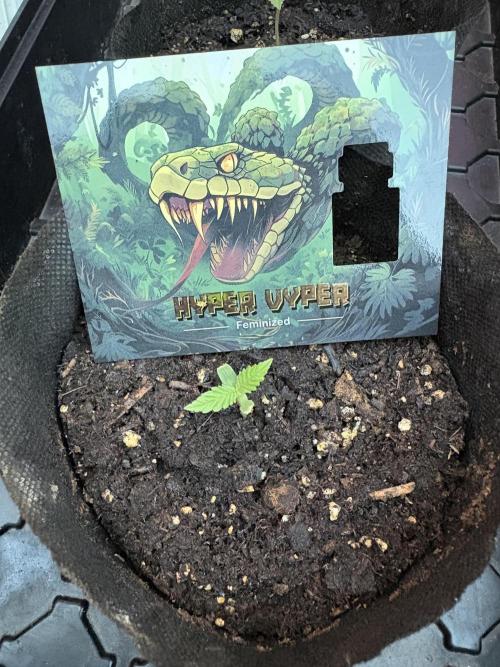 Hyper Vyper First Edition. Week 0