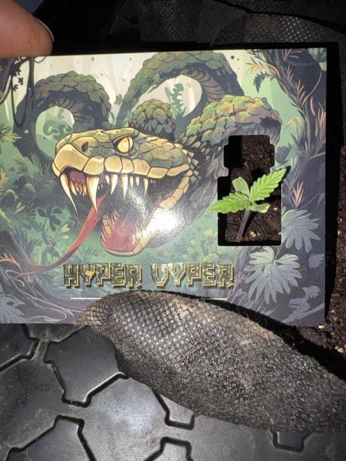 Hyper Vyper First Edition. Week 0