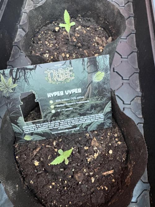 Hyper Vyper First Edition. Week 0