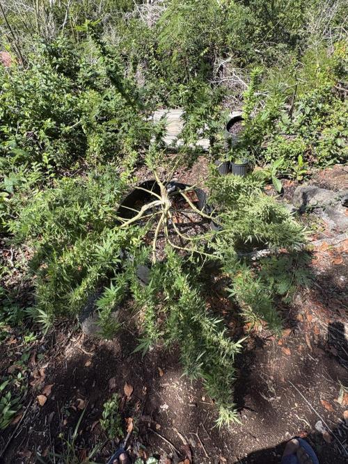 Cherry Pie 8/28/25. Week 21